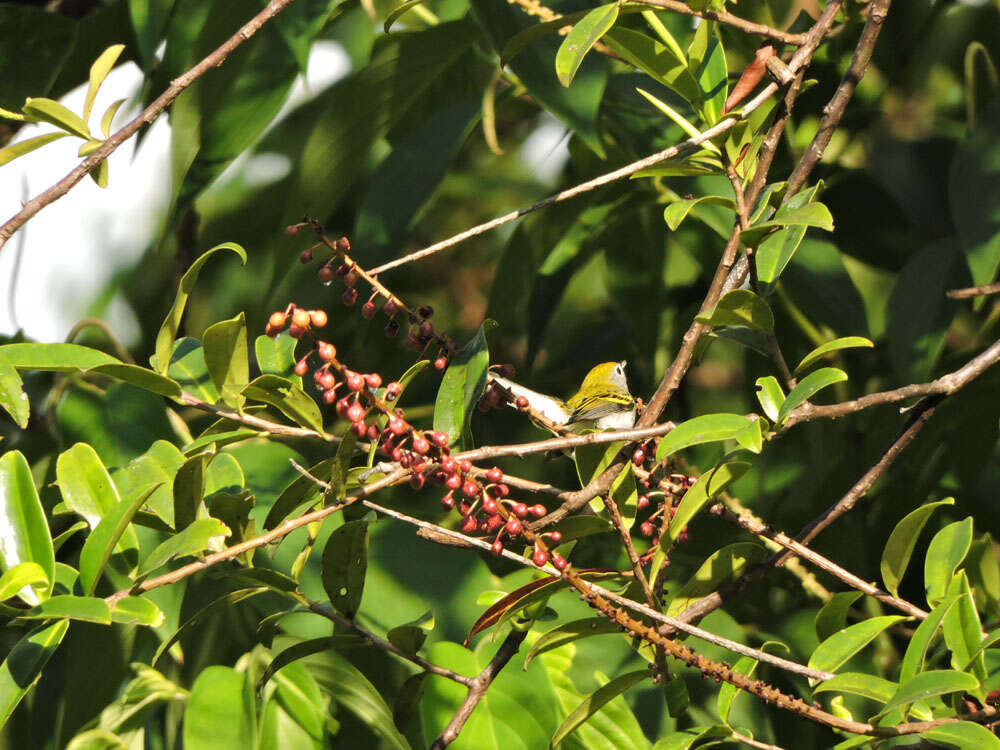 Image of Sarcopera sessiliflora (Triana & Planch.) H. G. Bedell