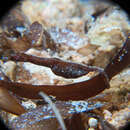Sivun Acentronura tentaculata Günther 1870 kuva