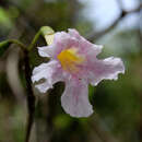 Image of Tabebuia roseo-alba