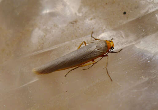 Image of scarce footman