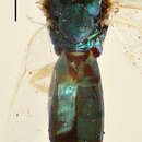 Image of Stinoplus militaris (Thomson 1878)