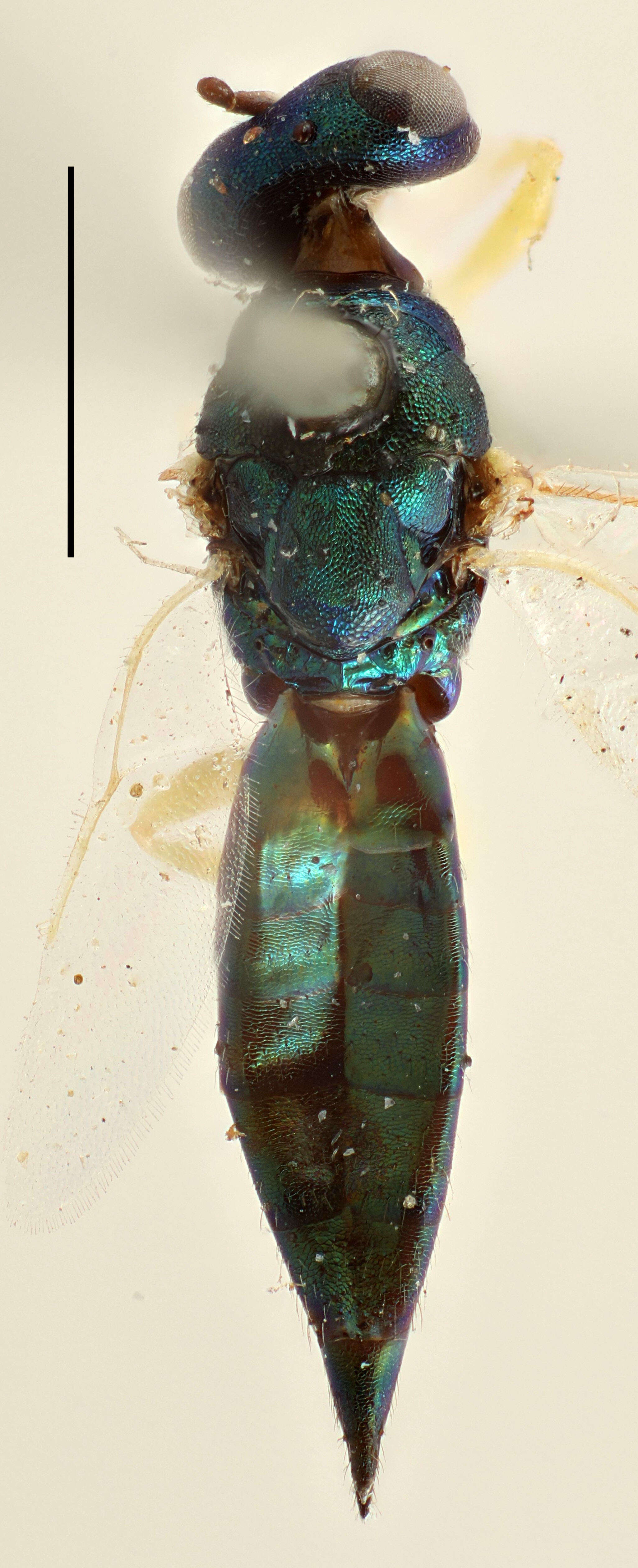 Image of Stinoplus