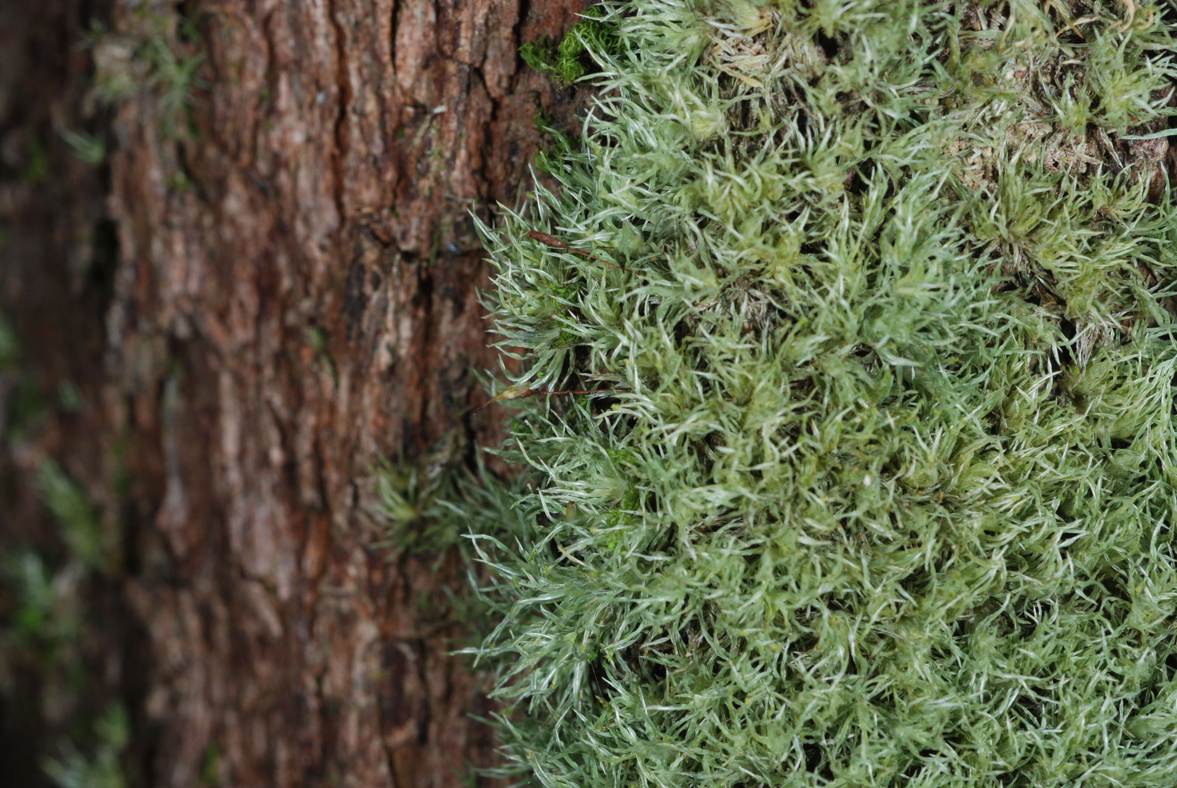 Image of Calymperaceae