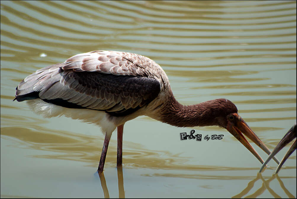 Image of Milky Stork