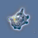 Image of Platyamoeba