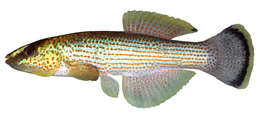 Image of topminnows