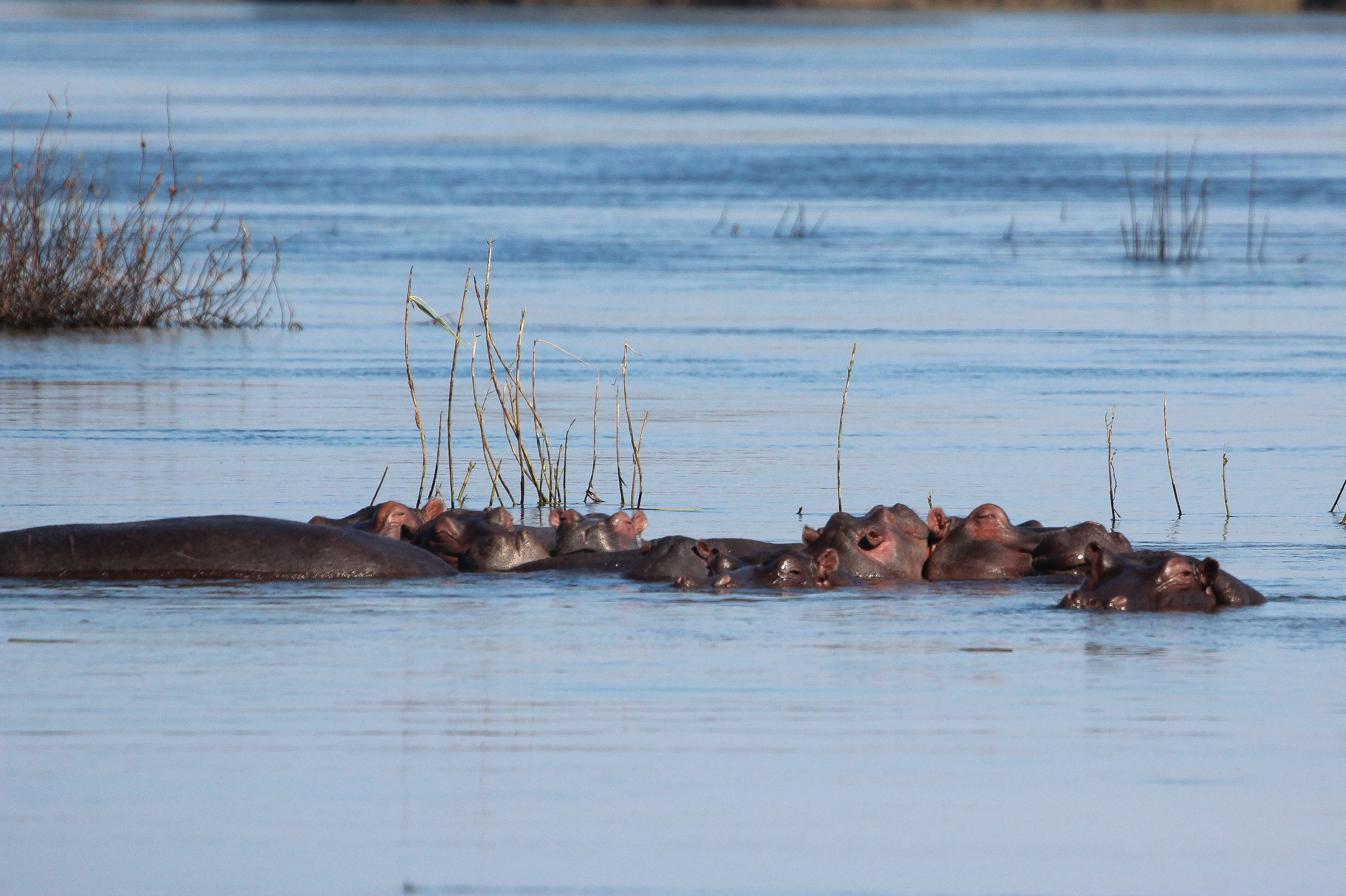 Image de Hippopotomus