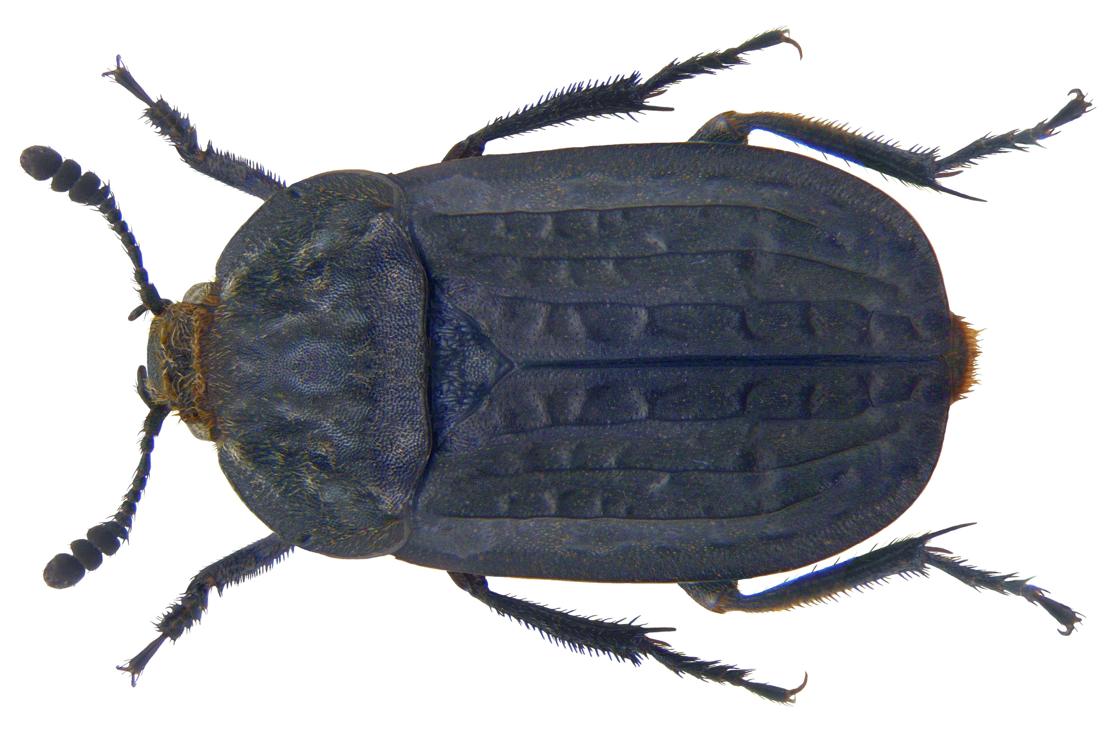 Image of Thanatophilus rugosus (Linnaeus 1758)