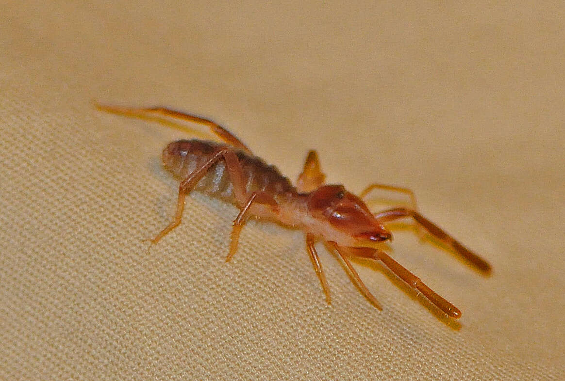 Image of Eremobatidae