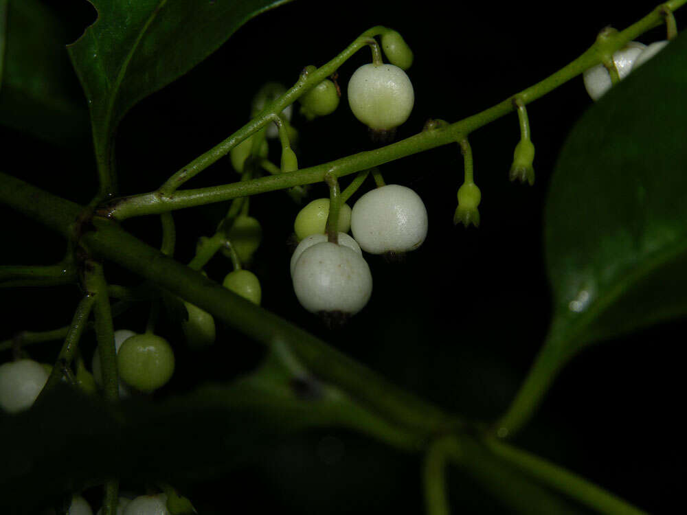 Image of milkberry
