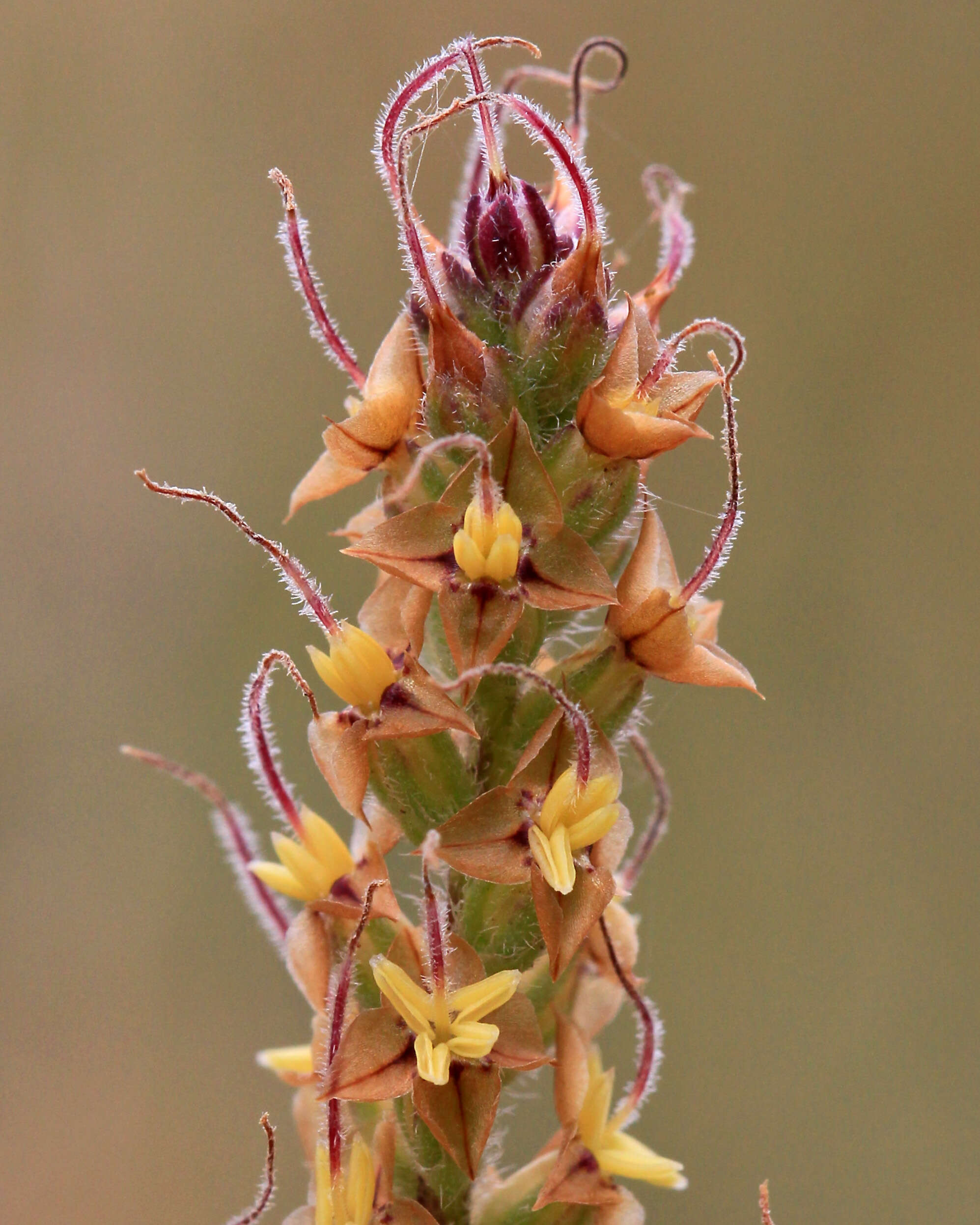 Image of Plantago varia R. Br.