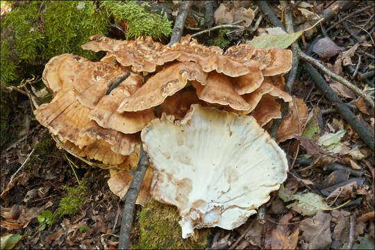 Image de Polypore géant