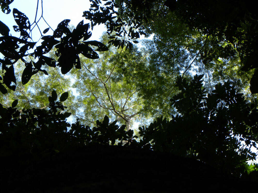 Image of Brazilian firetree