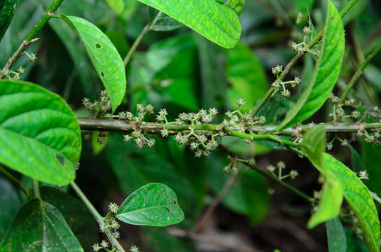 Oreocnide integrifolia (Gaud.) Miq.的圖片