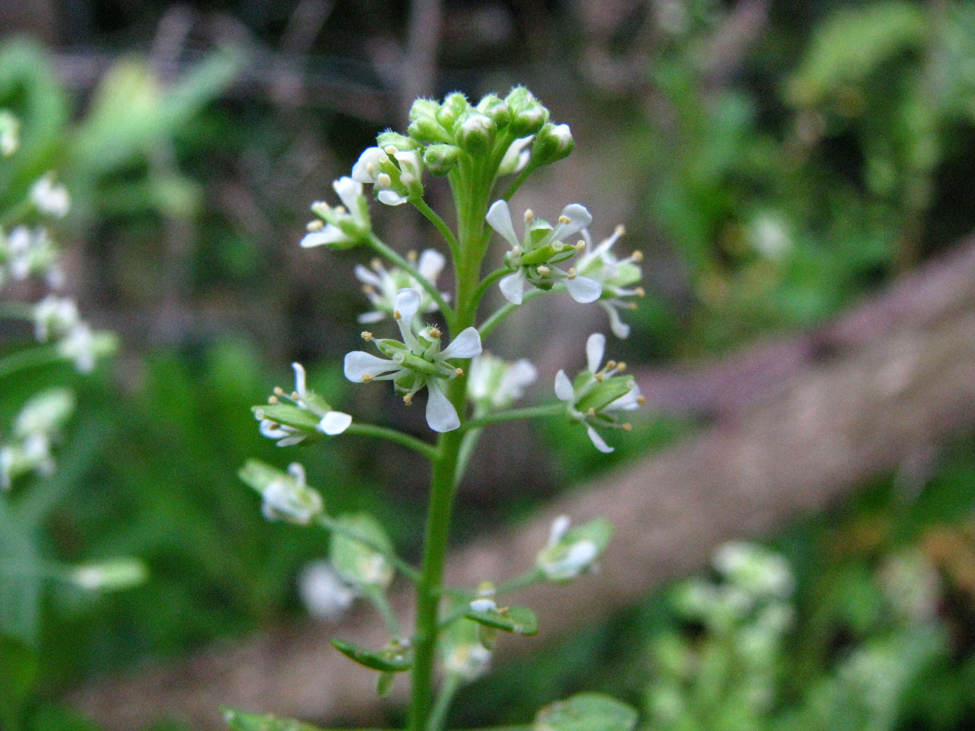 Image of Kunana pepperwort