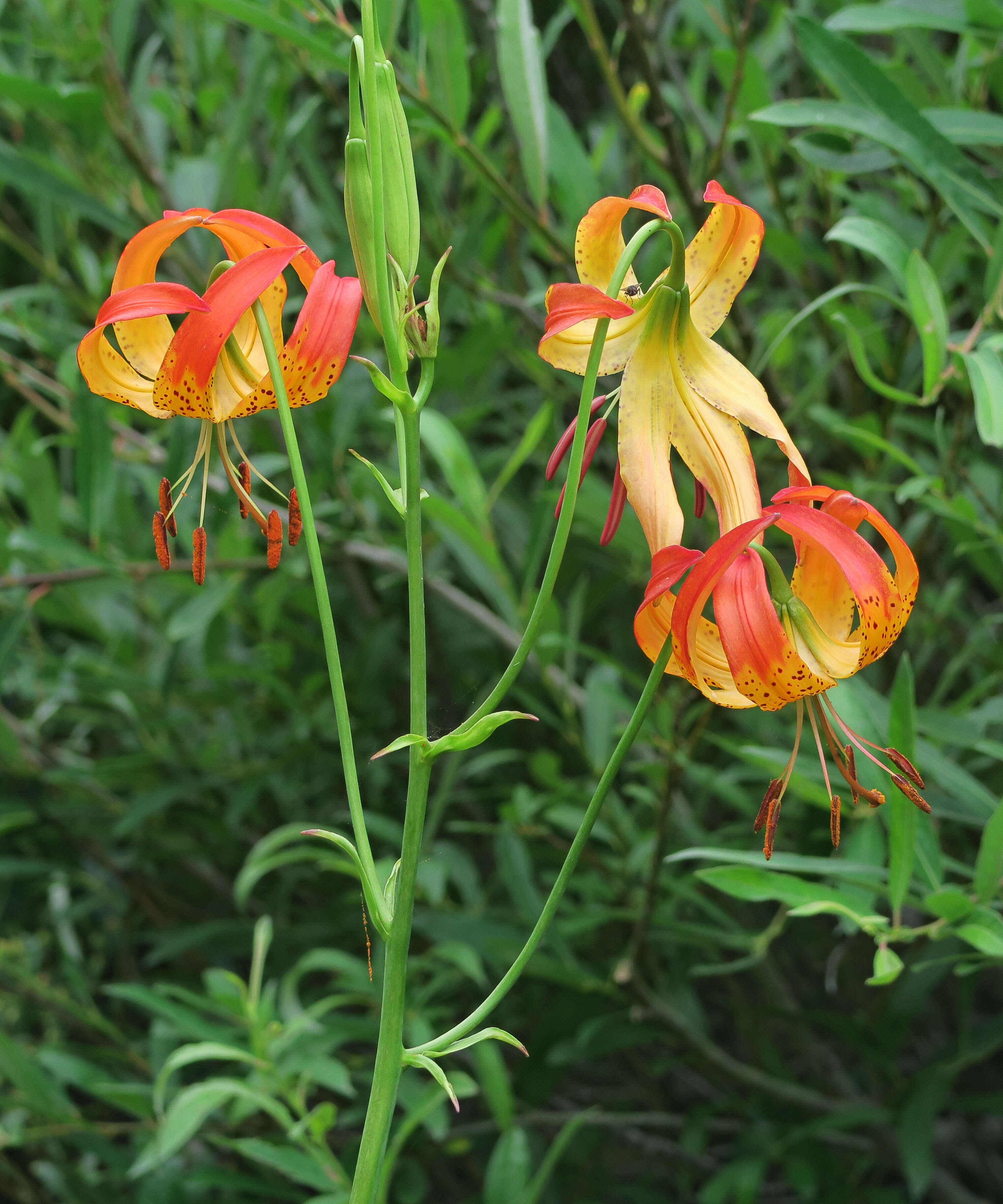 Lilium pardalinum subsp. shastense (Eastw.) M. W. Skinner resmi