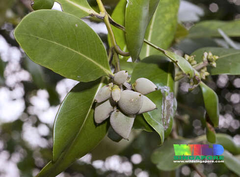 Image of black mangrove