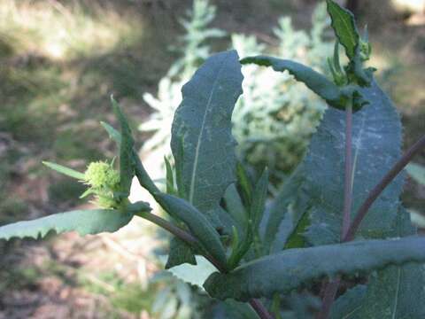 Image of Coastal Burnweed