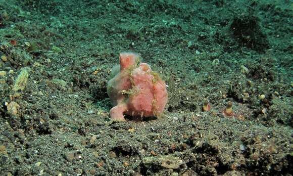 Image of Painted frogfish