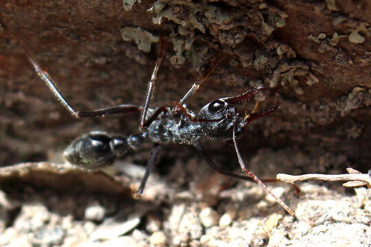 Image of Bull ants