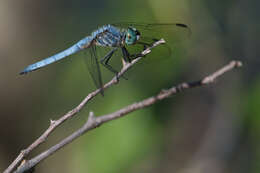 Image of Blue Dasher