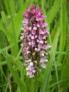 Dactylorhiza incarnata (L.) Soó resmi