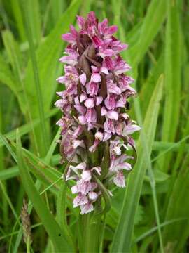 Image of Early marsh-orchid