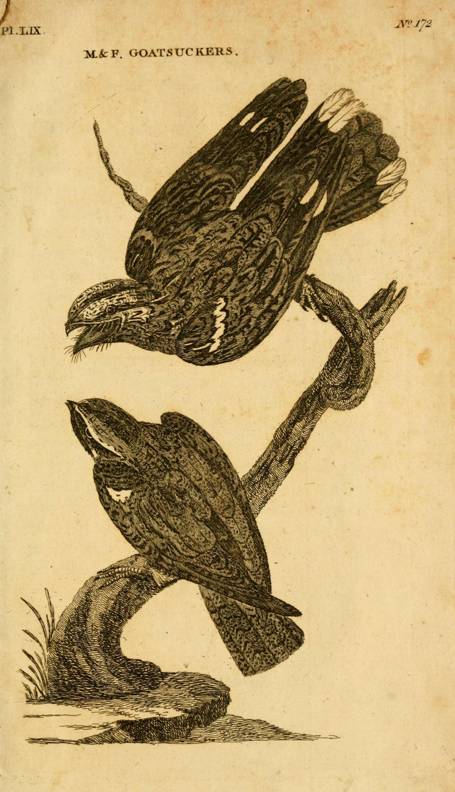 Image of Caprimulgus Linnaeus 1758