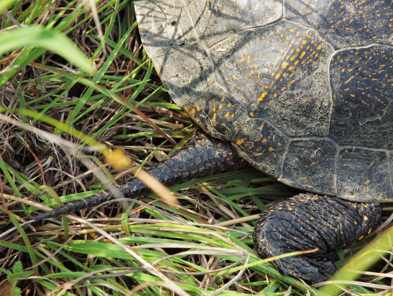 Image of Black-breasted Leaf Turtle