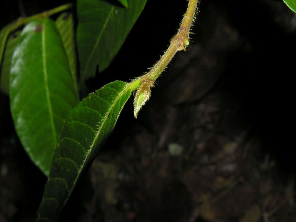 Plancia ëd Pseudolmedia glabrata (Liebm.) C. C. Berg