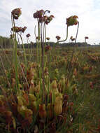 Image of Pitcher plant