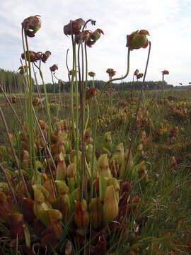 Image of purple pitcherplant