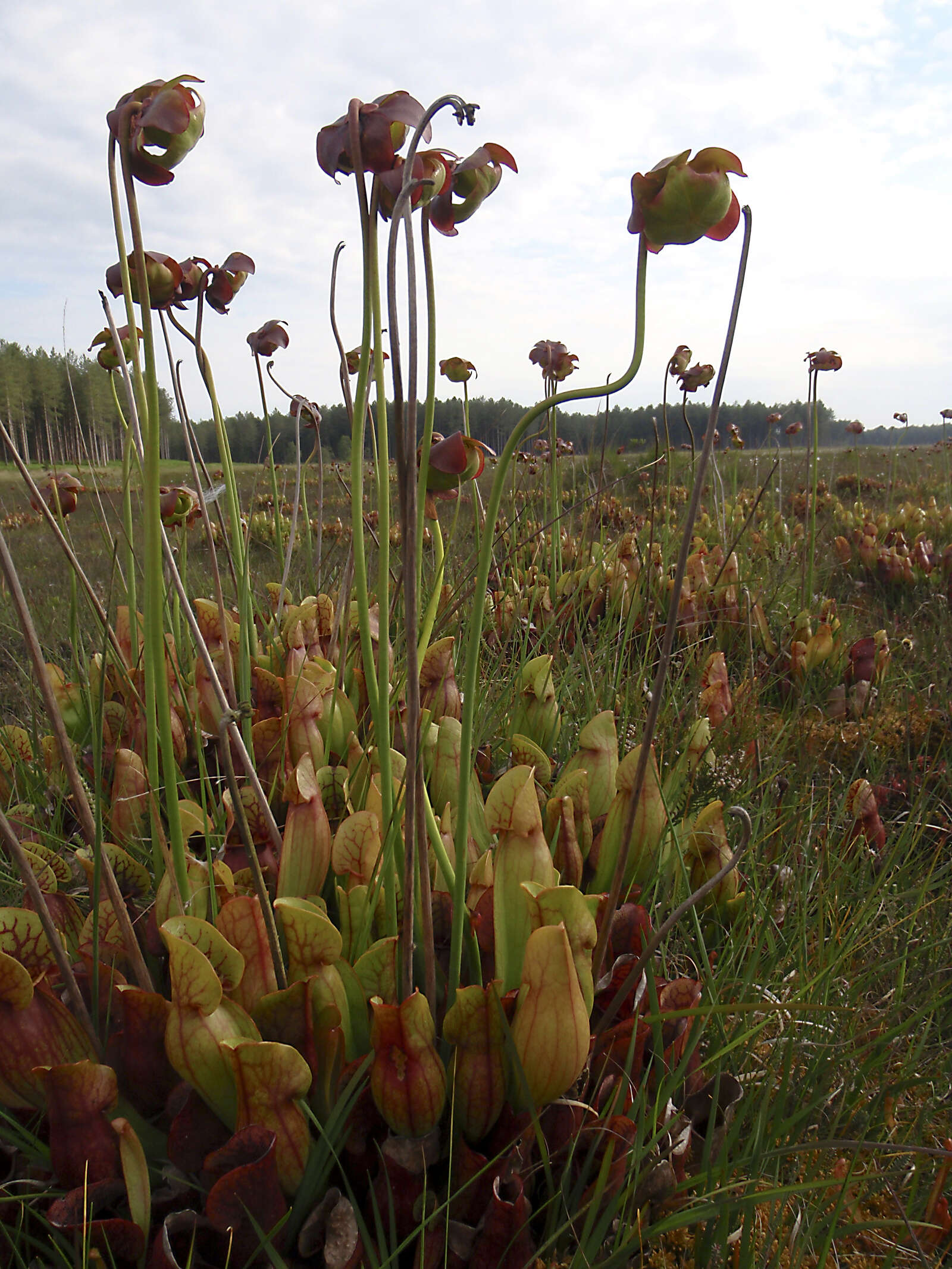 Image of purple pitcherplant