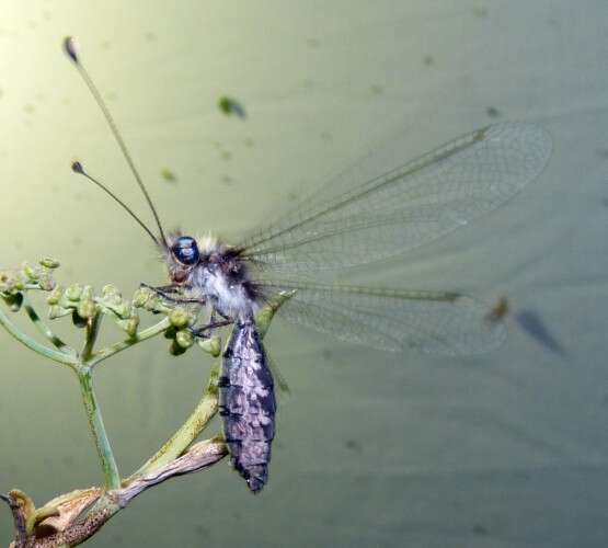 Image of Bubopsis agrionoides (Rambur 1838)