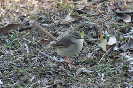 Image of Tawny-flanked Prinia