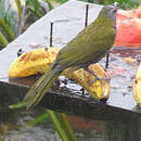 Image of Gray-headed Tanager