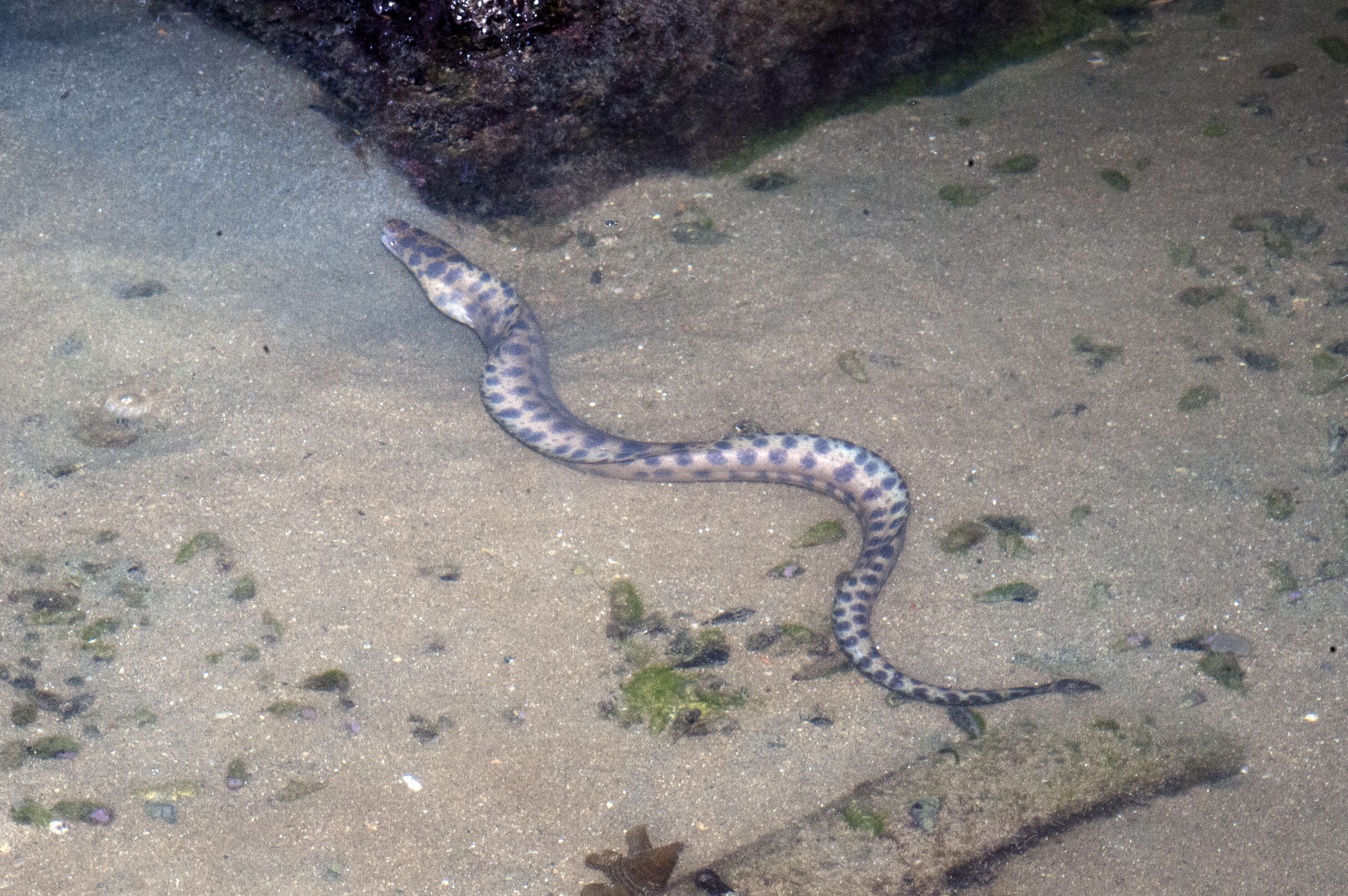 Image of Reeve's moray