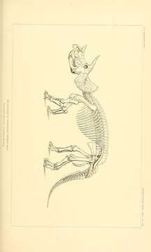 Image of Triceratops prorsus (Marsh 1890)