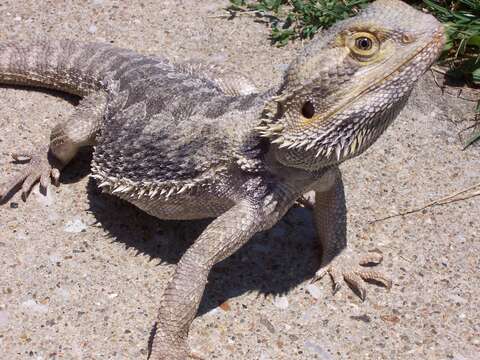 Image of Bearded Dragons