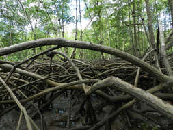 Image of mangrove