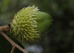 Image of Cork Oak