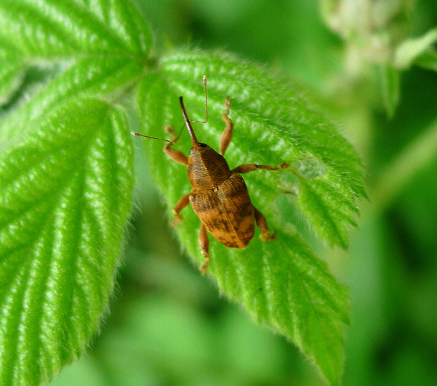 Curculio venosus (Gravenhorst 1807) resmi