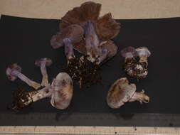 Image of light violet cortinarius