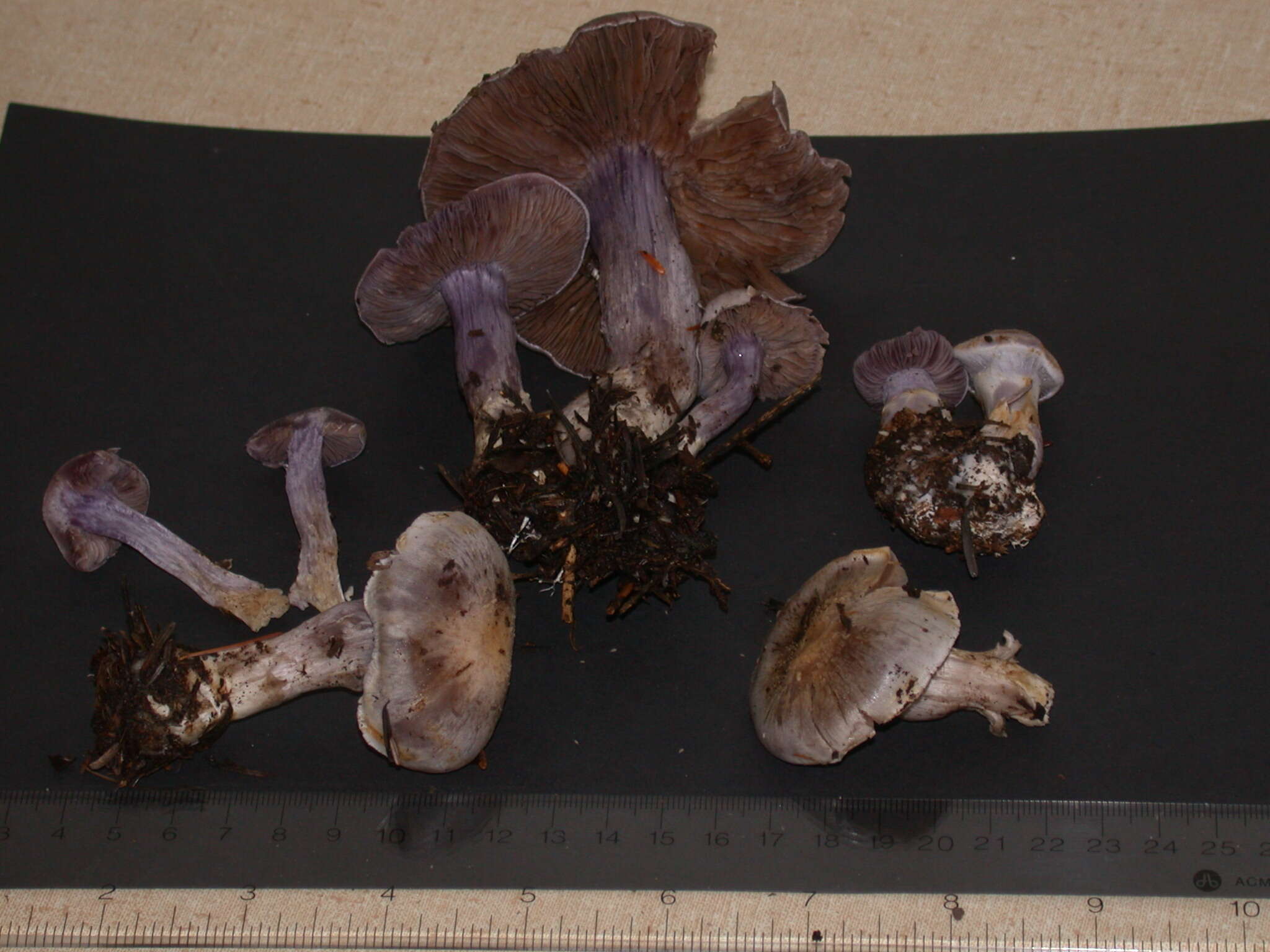 Image of light violet cortinarius