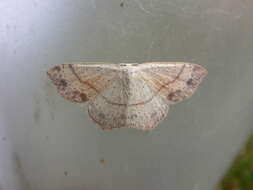 Cyclophora punctaria Linnaeus 1758 resmi