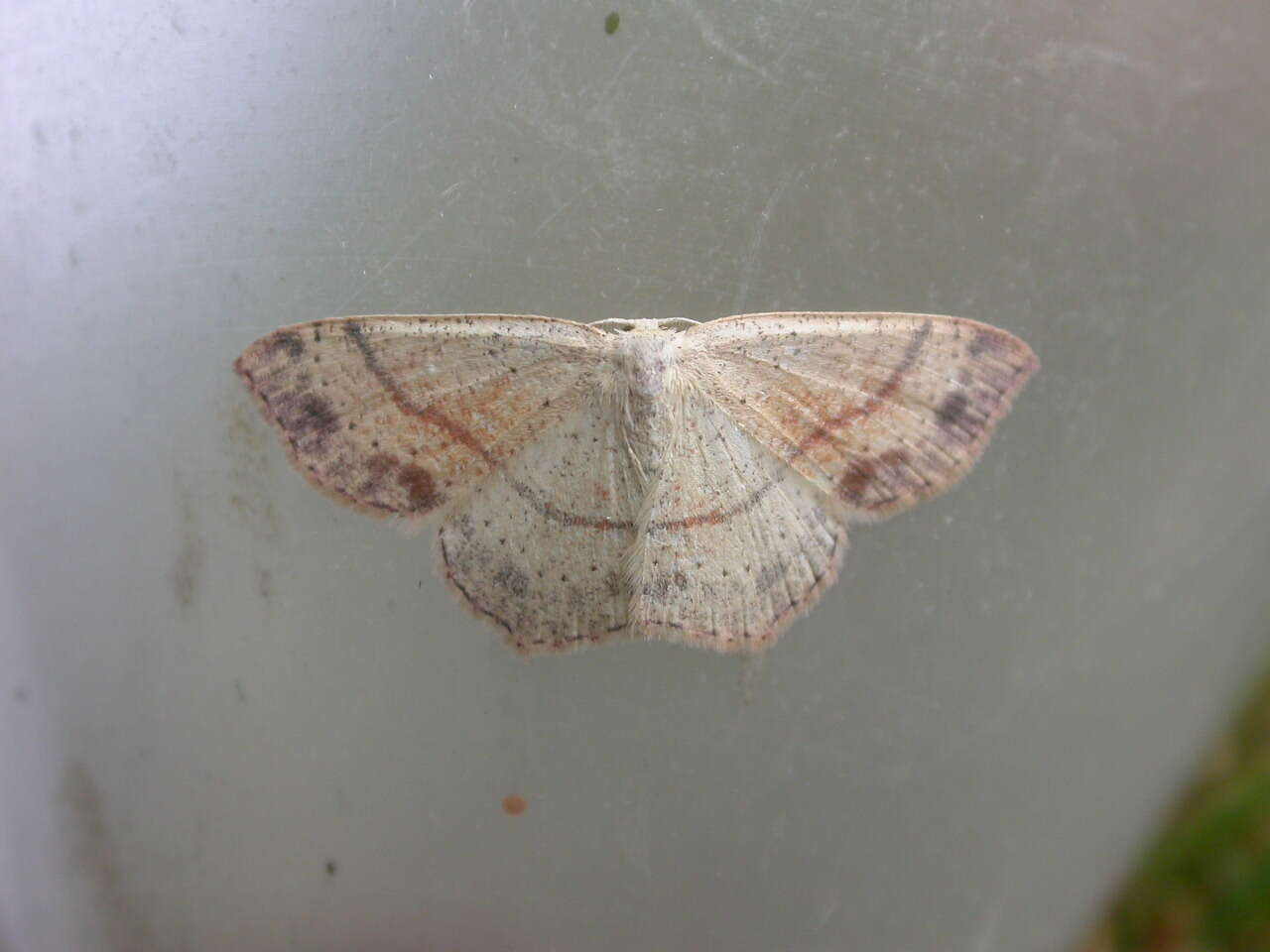 Cyclophora punctaria Linnaeus 1758 resmi