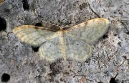 Image of Idaea