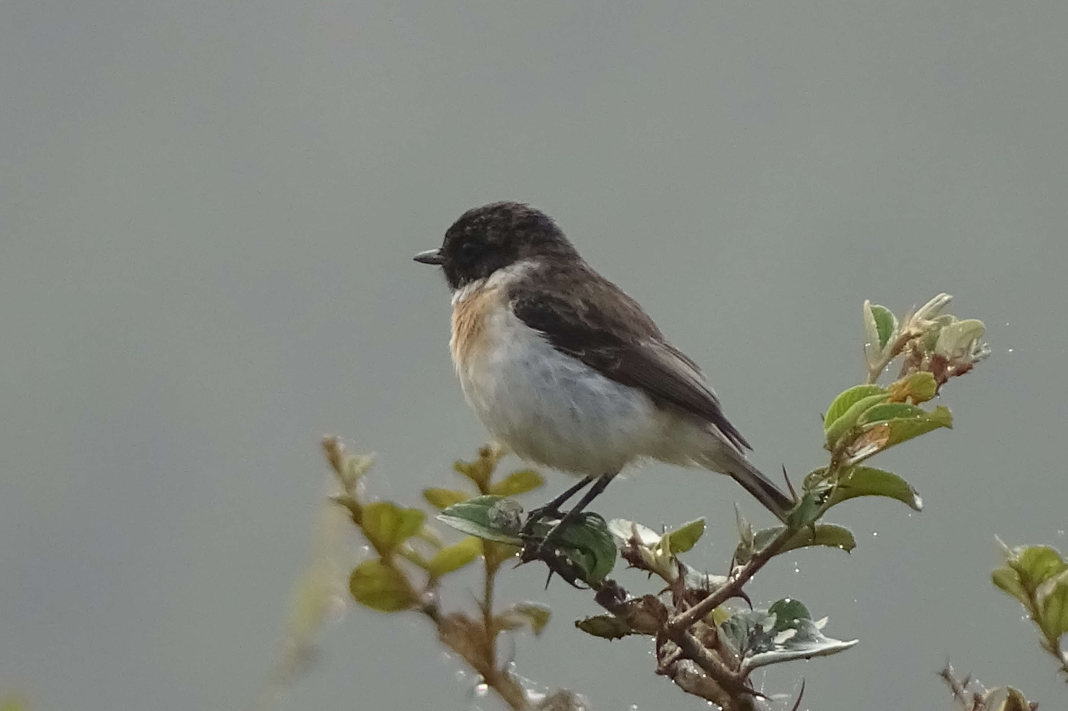 Image of White-tailed Stonechat