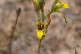 Plancia ëd Chloraea cristata Lindl.