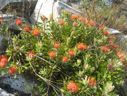 Imagem de Leucospermum saxosum S Moore